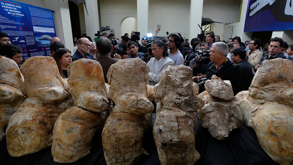 People looking at the fossils