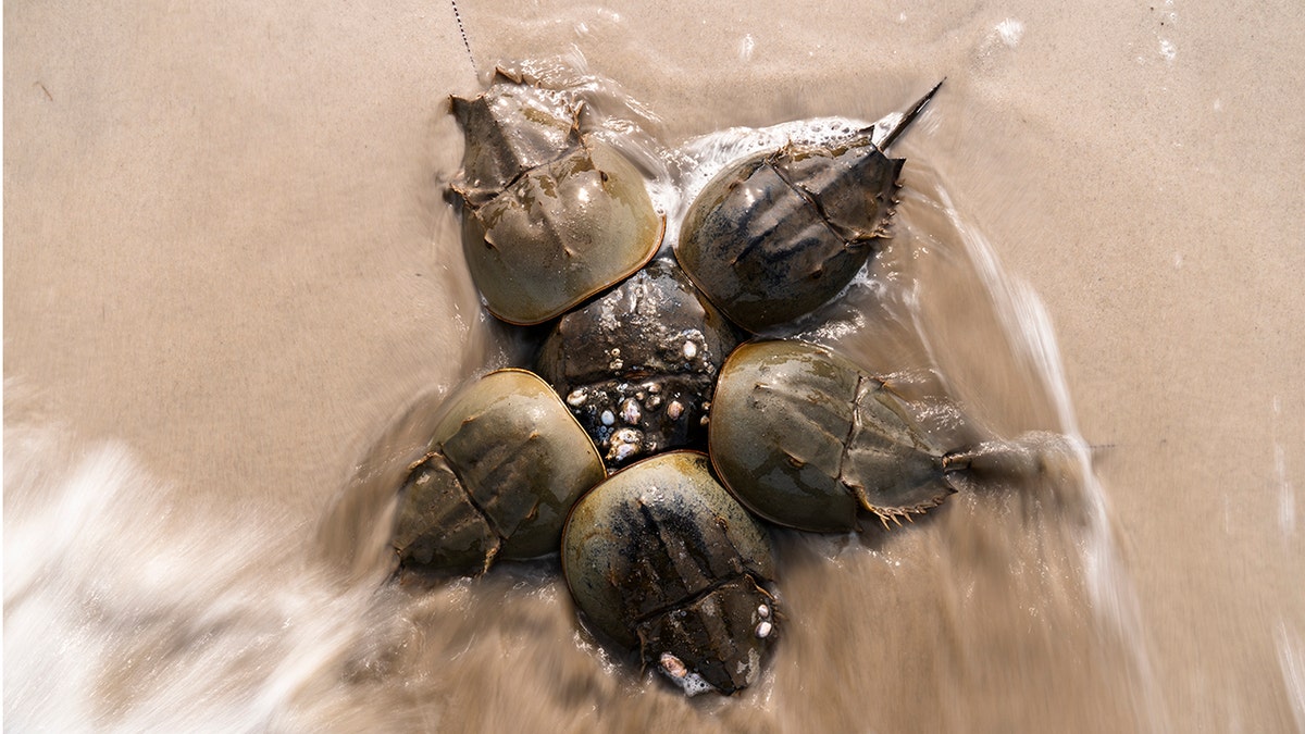Horseshoe Crabs