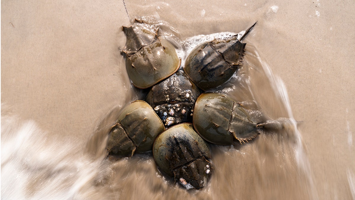 Horseshoe Crabs 