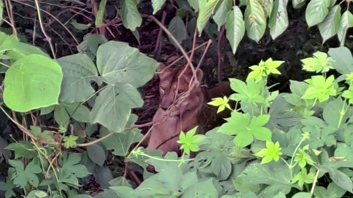 lioness hiding