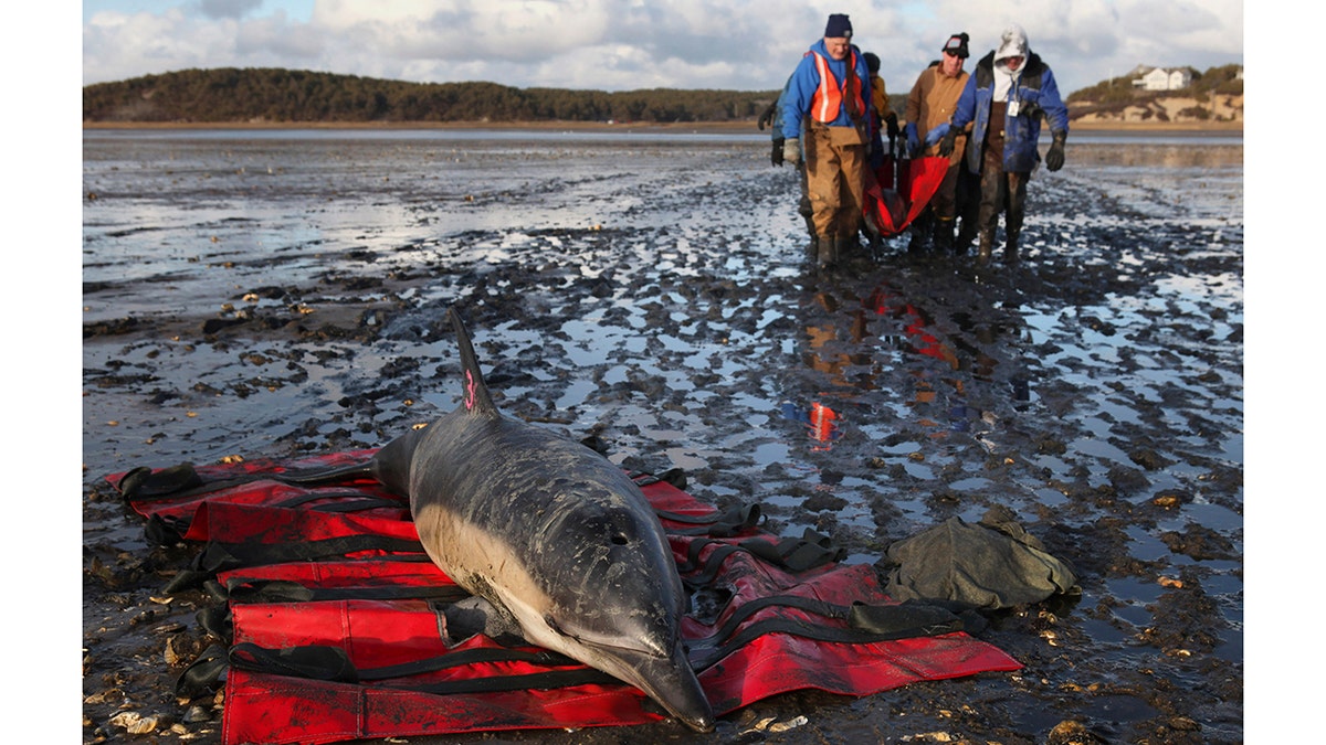 Team helping stranded dolphin