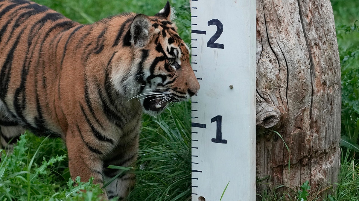 Tiger being measured