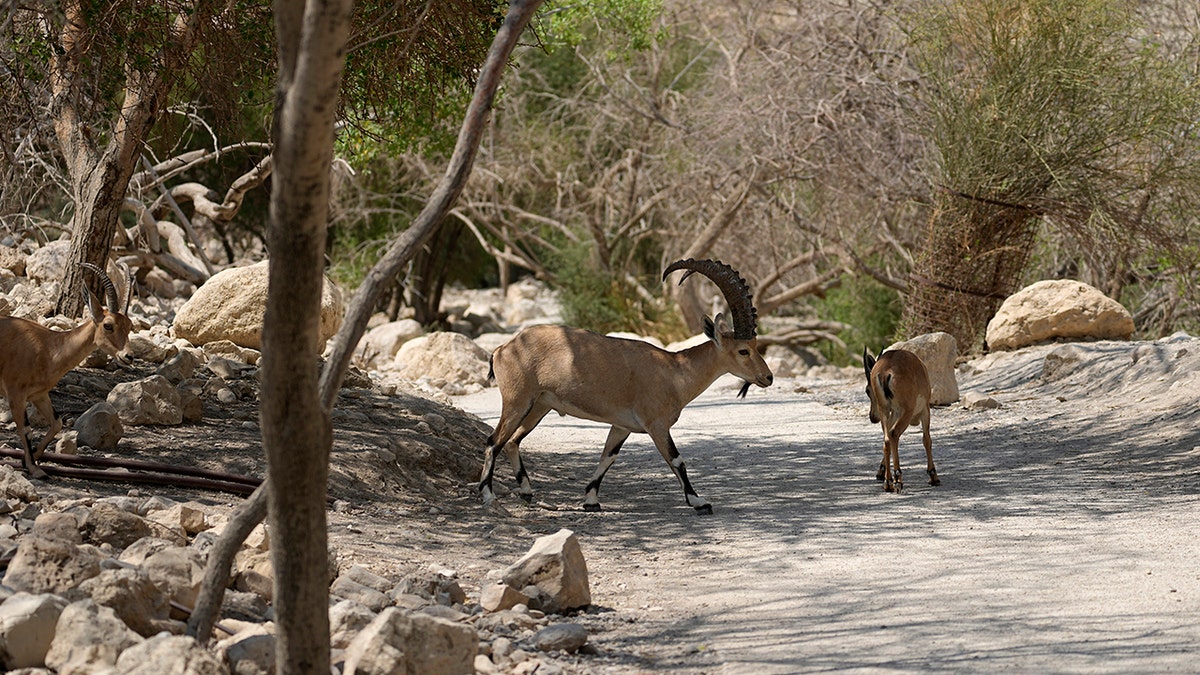 A photo of Ibexes