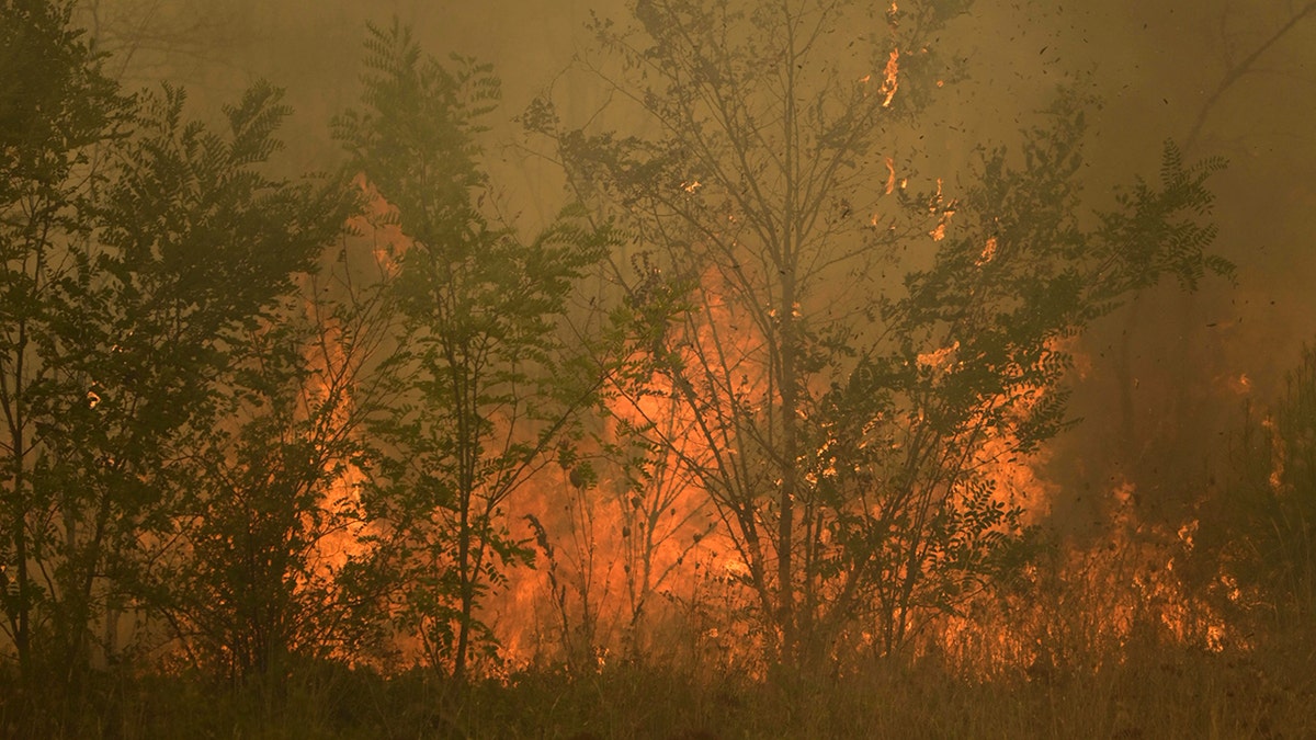 Flames in a Greek forest