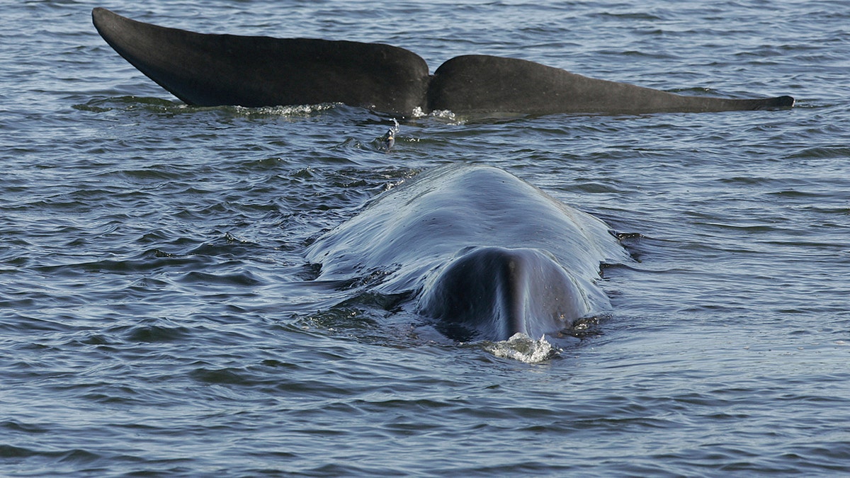 Fin whale