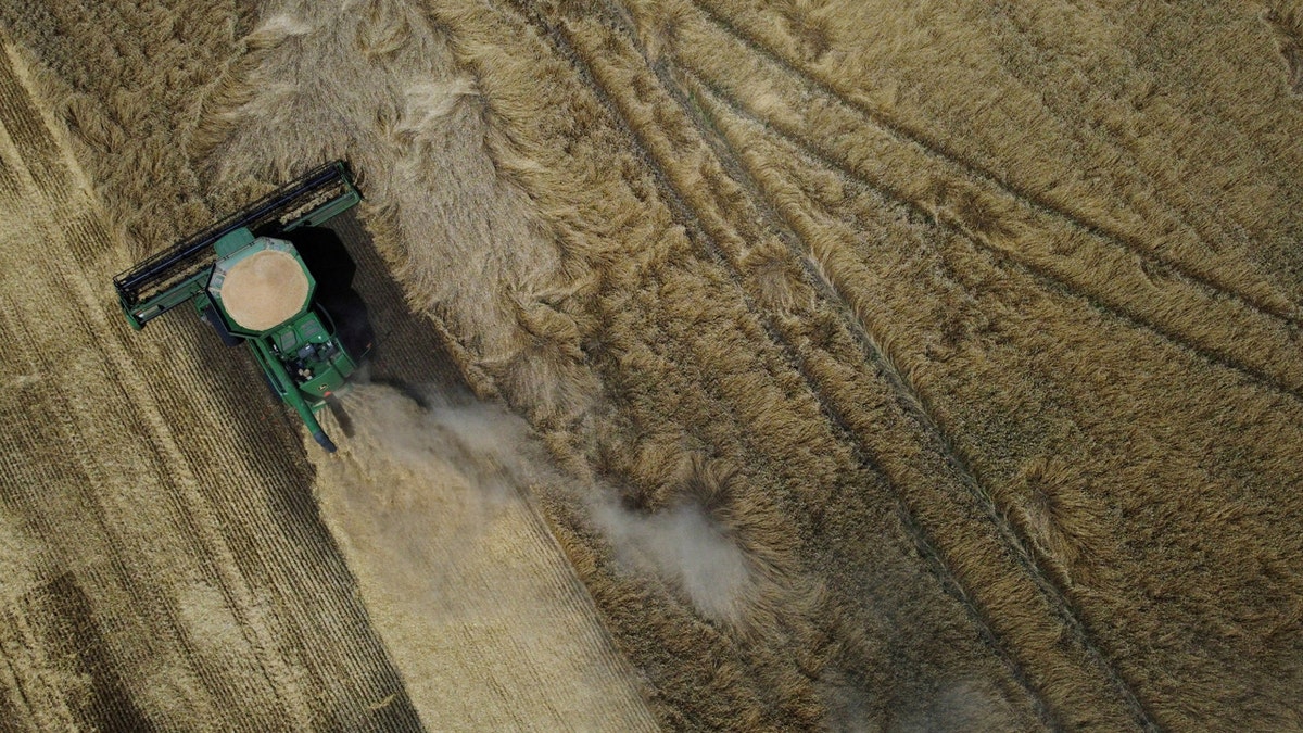 Combine harvests wheat