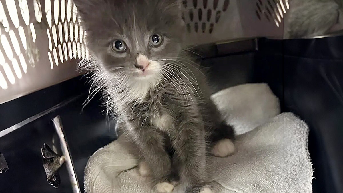Cat found in car in Connecticut
