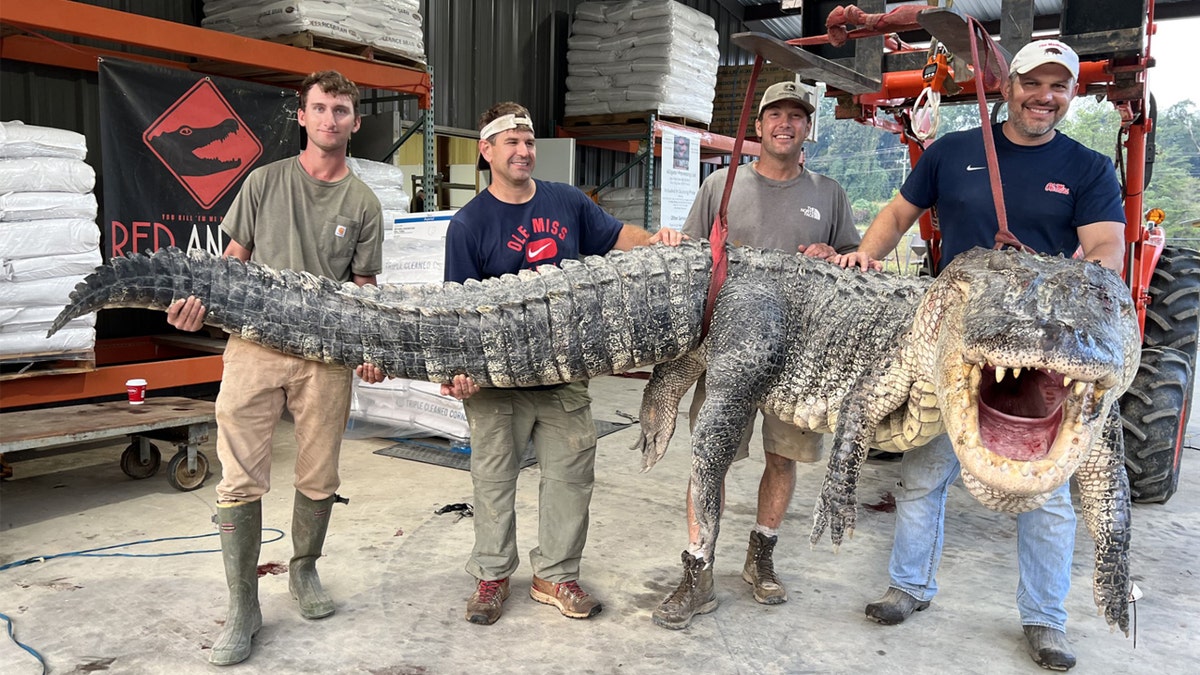 Tanner White, Don Woods and Will Thomas pose with their record-breaking alligator.