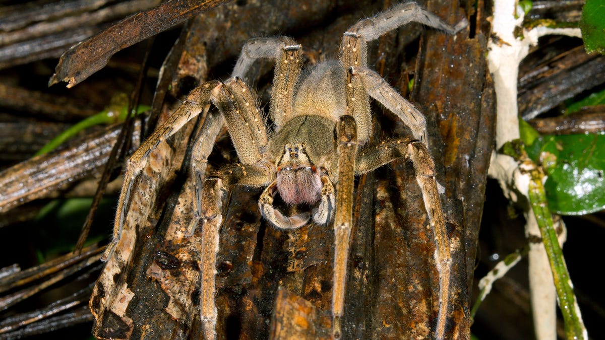 Brazilian wandering spider shown in file photoder