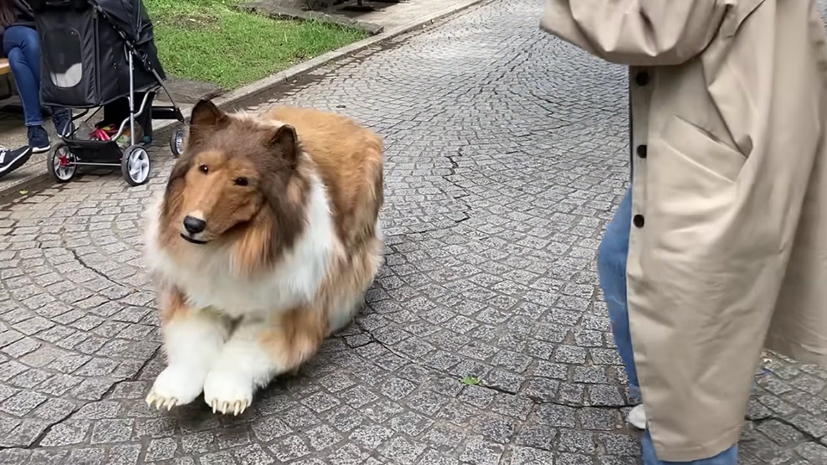 Border collie 2024 dressed up