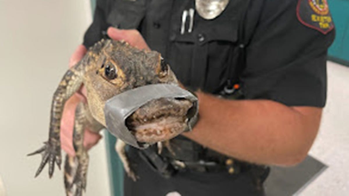Alligator Departemen Kepolisian Exeter Township
