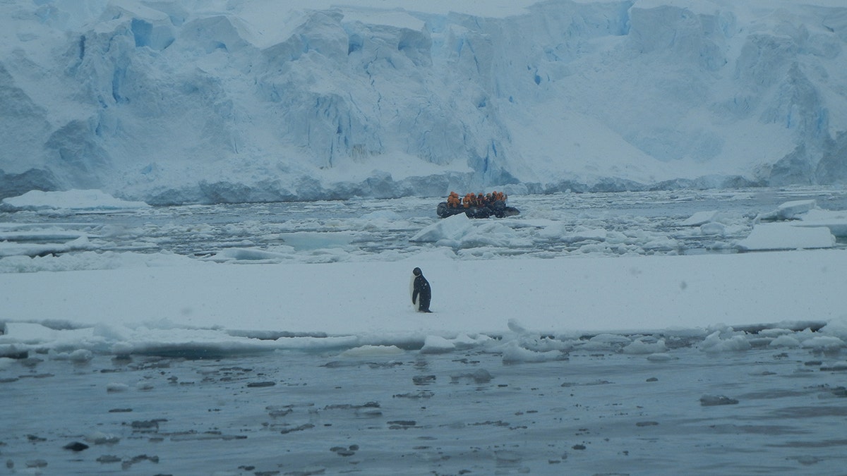 Penguins