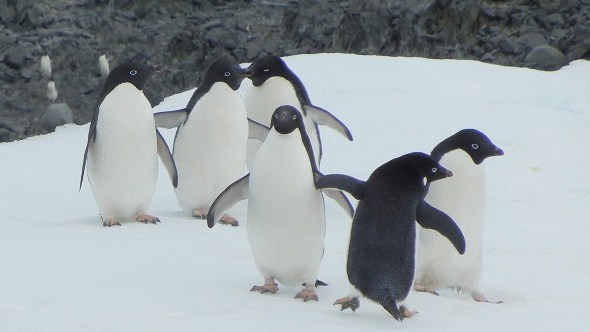 Penguins congregating in Antarctica