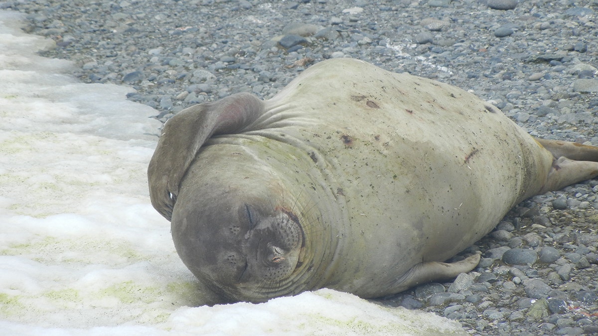 Sea lion in snow