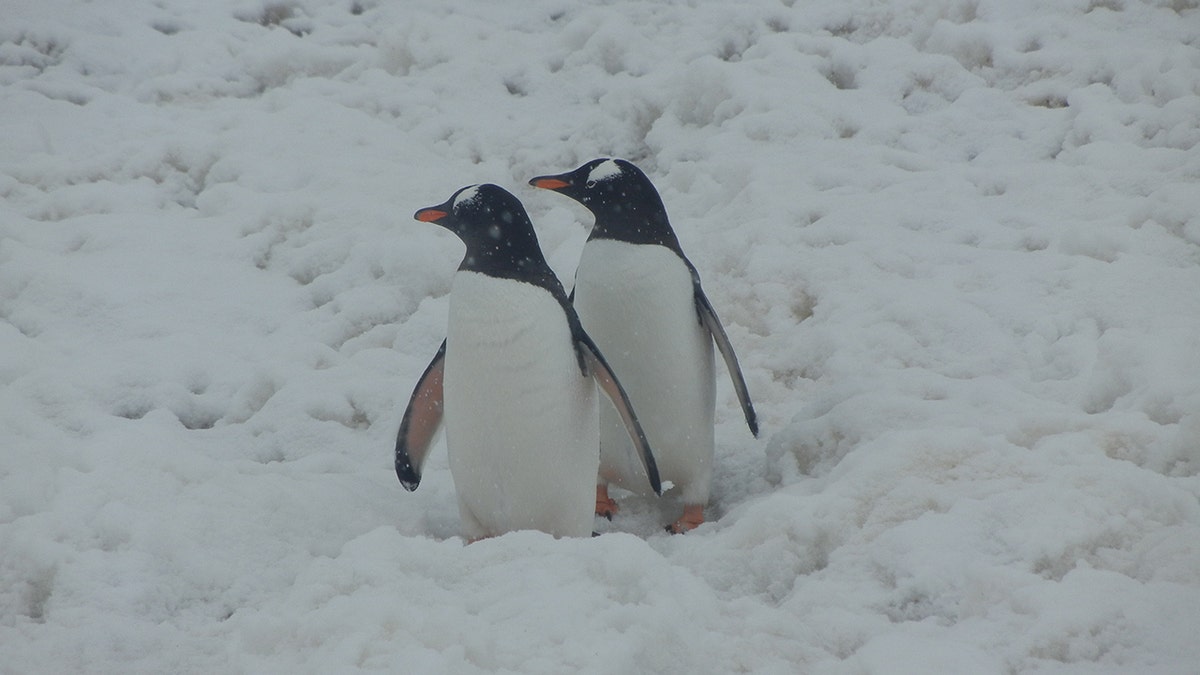 Penguins in Antarctica