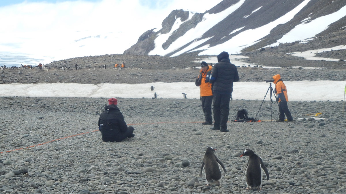 Penguins in Antarctica