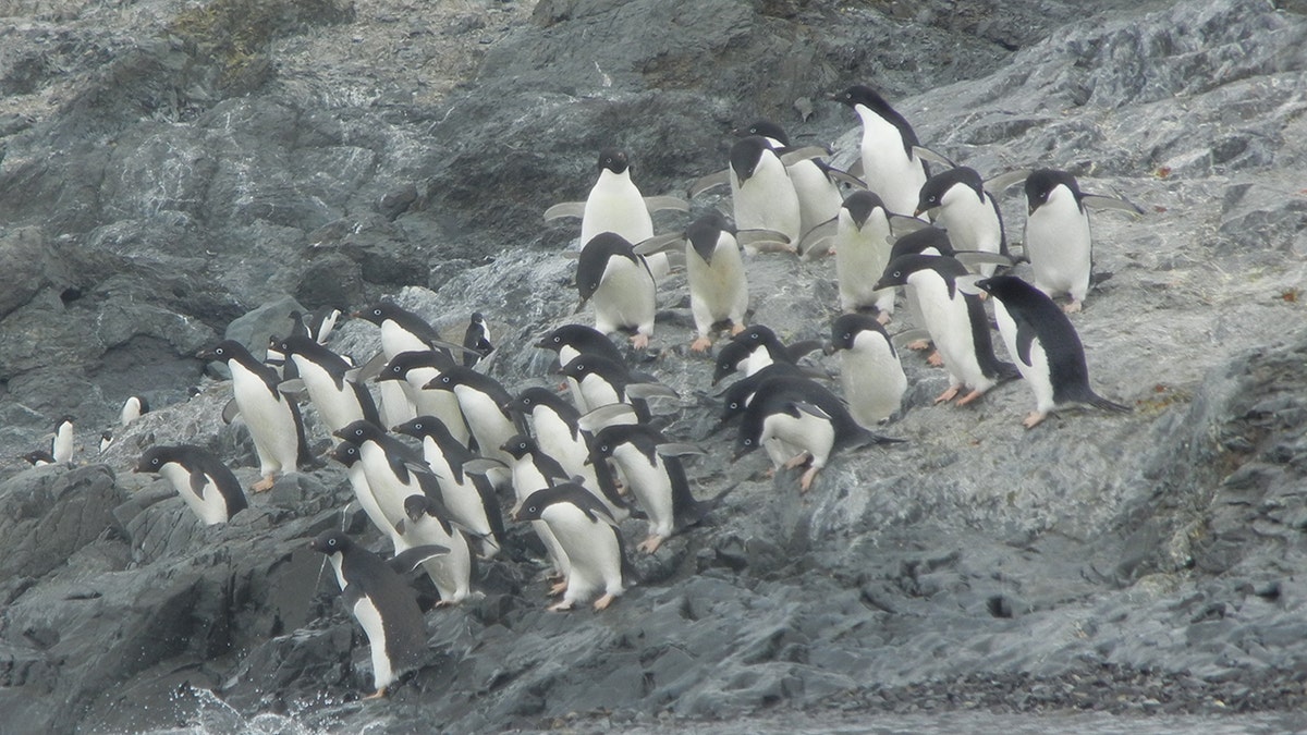 Penguins in Adelie