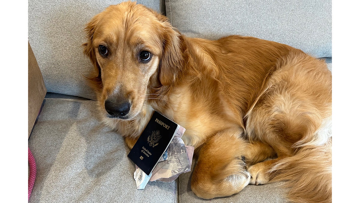Passport-eating dog