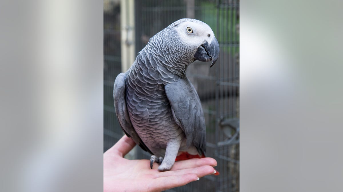 African grey parrot sitting on a person's hand
