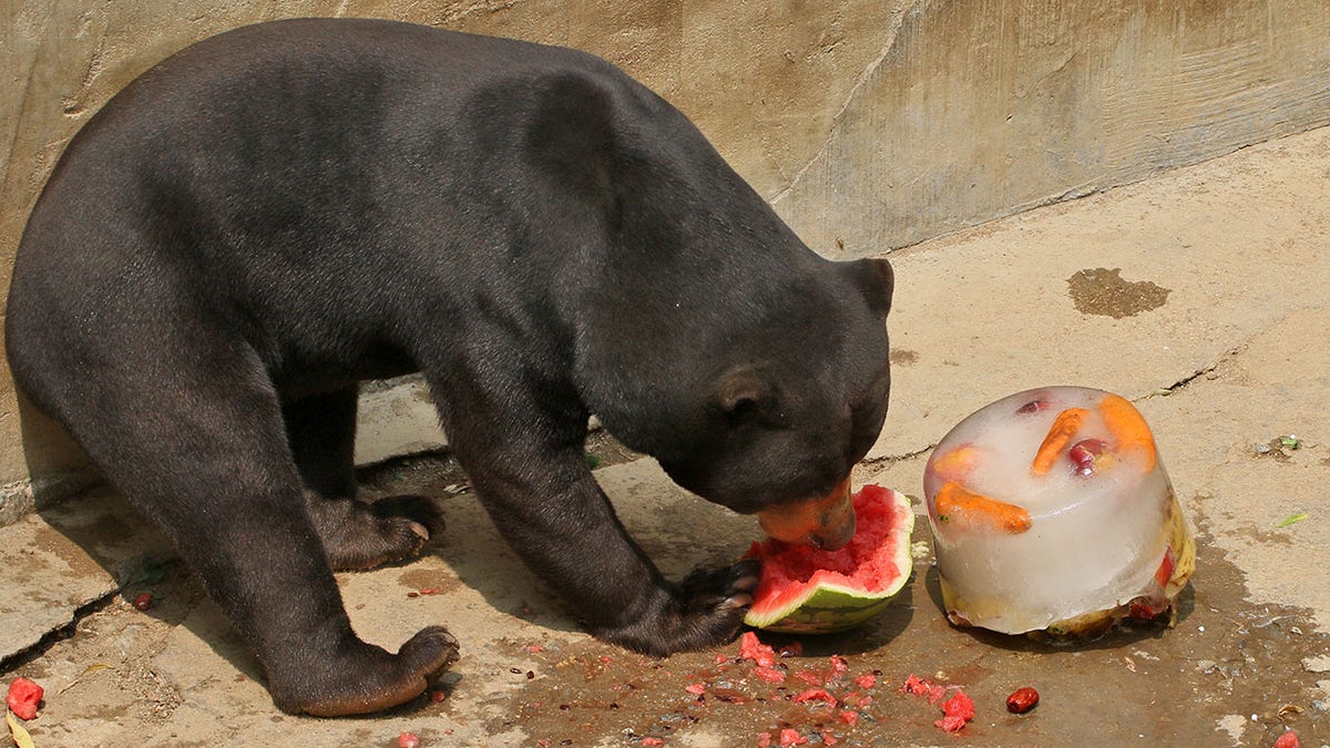 A sun bear eating watermelon