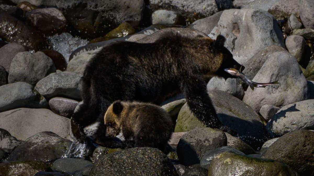 Bear and cub in Japan