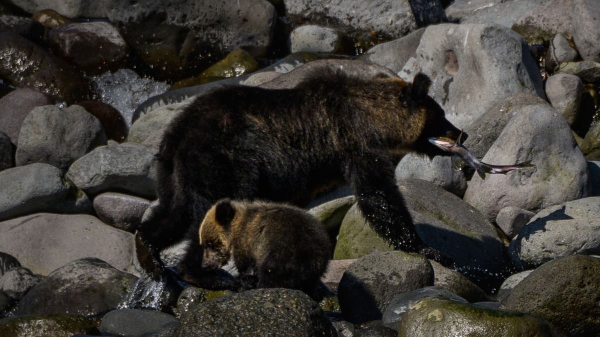 Bear and cub in Japan