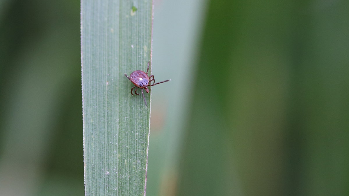 A tick on a leaf