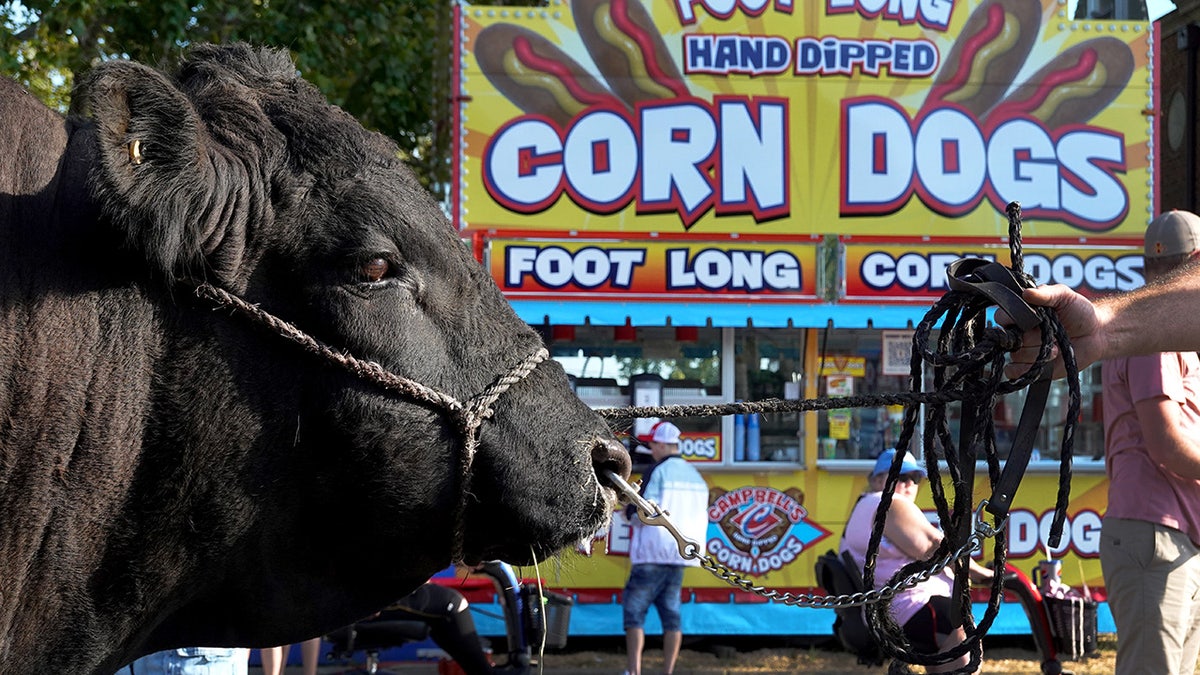 Iowa State Fair corndog stand