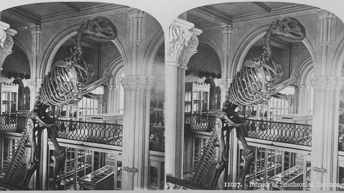kerangka dino di museum awal Smithsonian