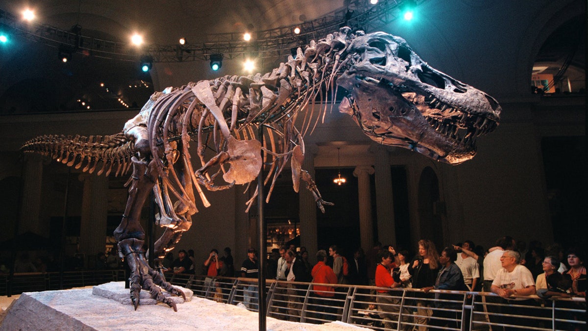 Sue the dinosaur on display