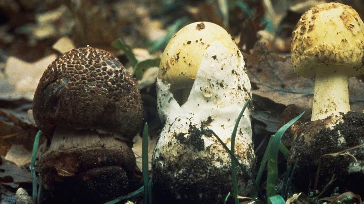 Various mushrooms that look similar including the deadly death cap variety
