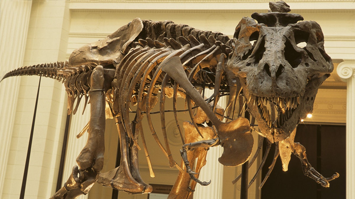 What we thought we knew about T-rex was wrong, researchers say in