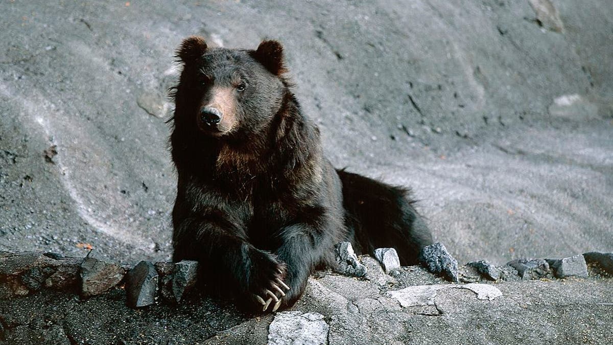 Brown bear in Japan