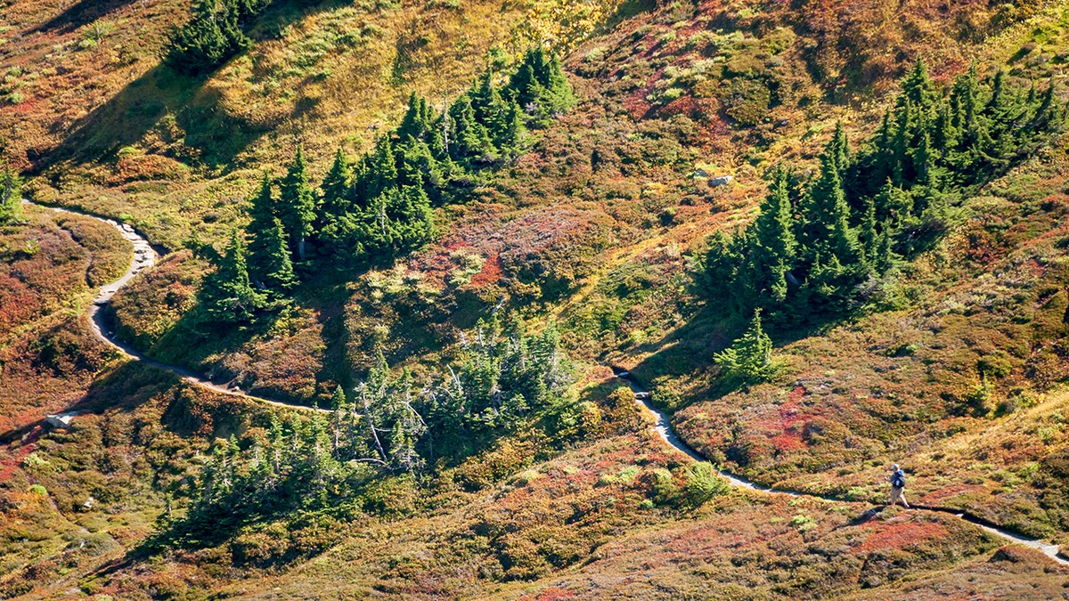 Sentier de Parc National des North Cascades
