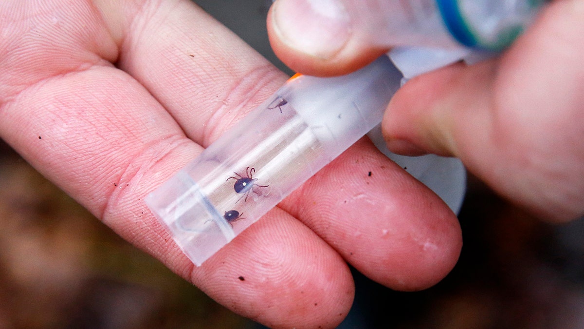 Ticks in a vessel