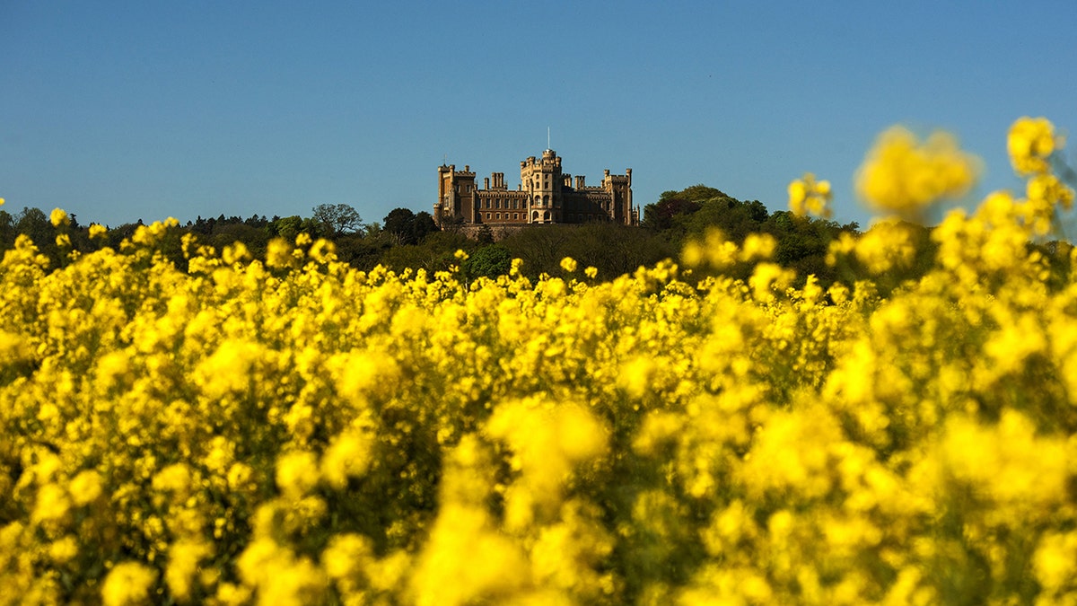 Rapeseed fields in front of Belvoir Castle, Leicestershire