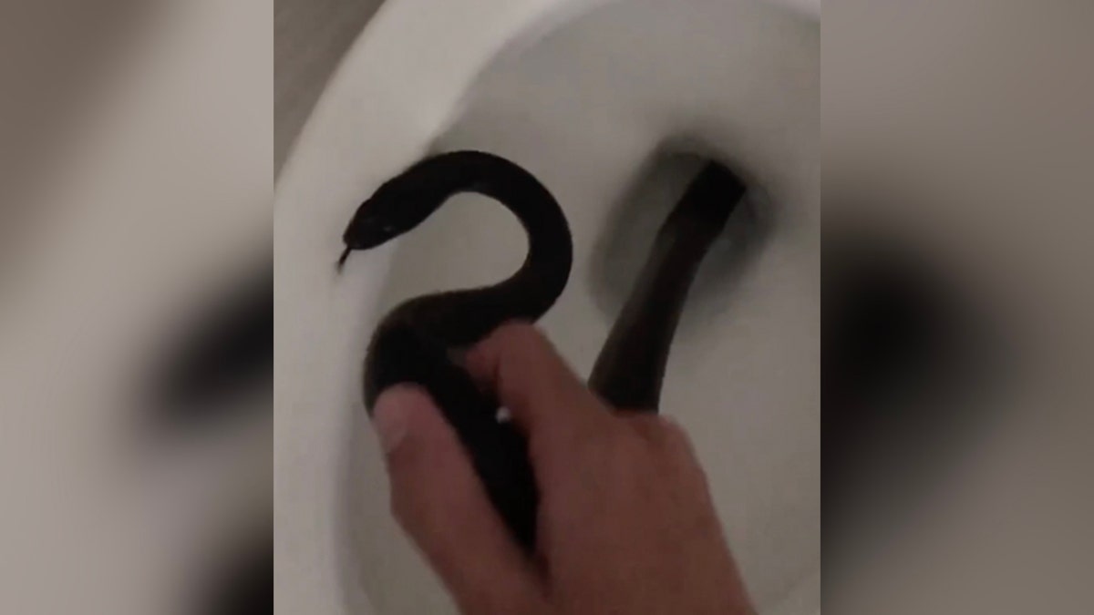 Person grabbing a snake out of a toilet
