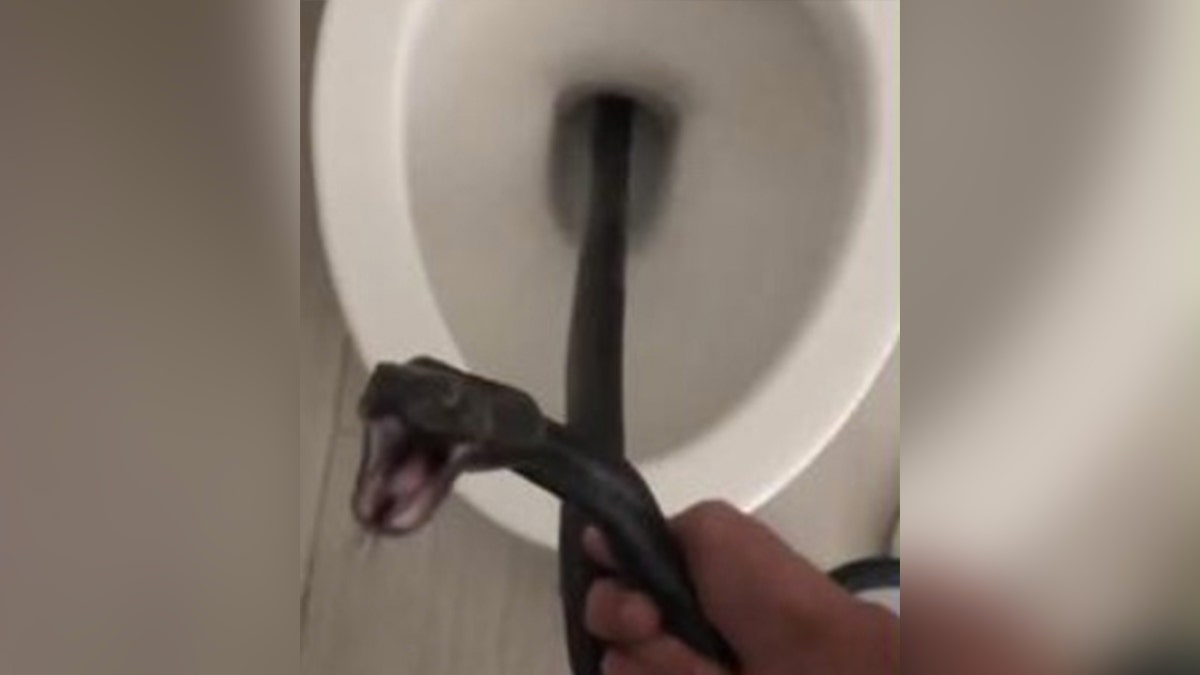 A snake hissing at a person as they grab it from a toilet