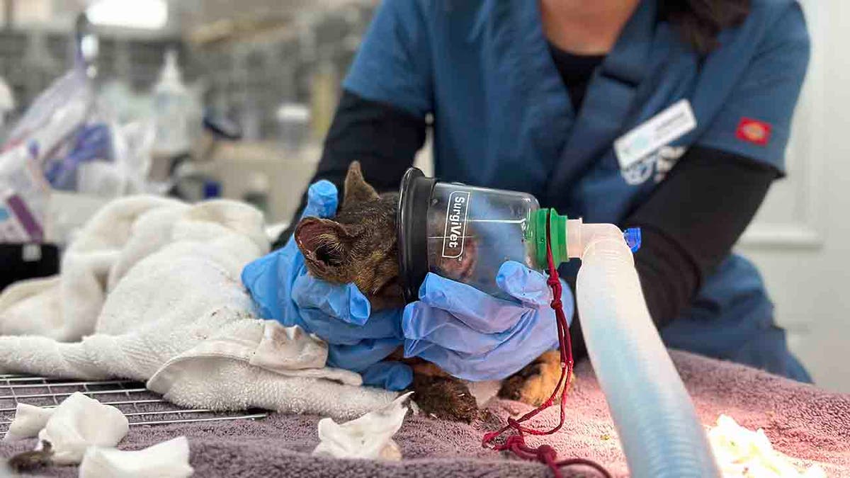 Woman giving cat oxygen