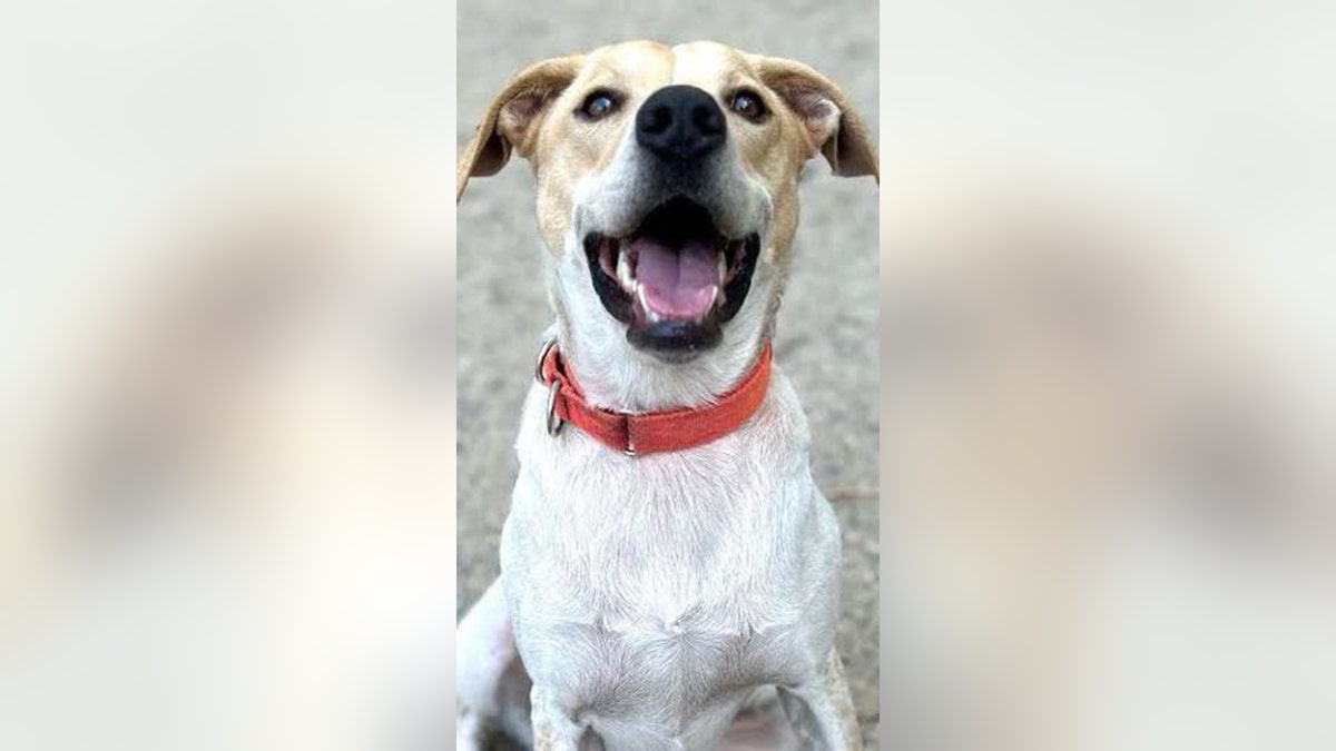 Adoptable dog