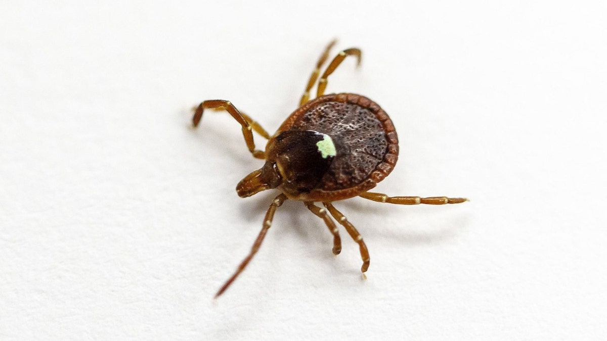 A live specimen of the lone star tick