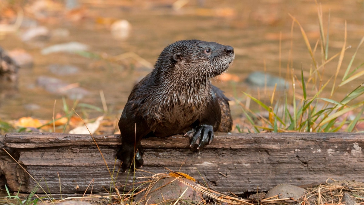 North American River Otter