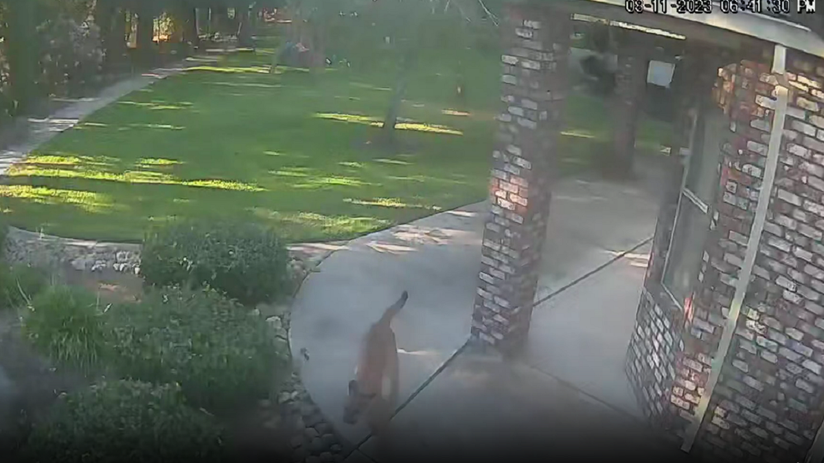 California dog chases mountain lion