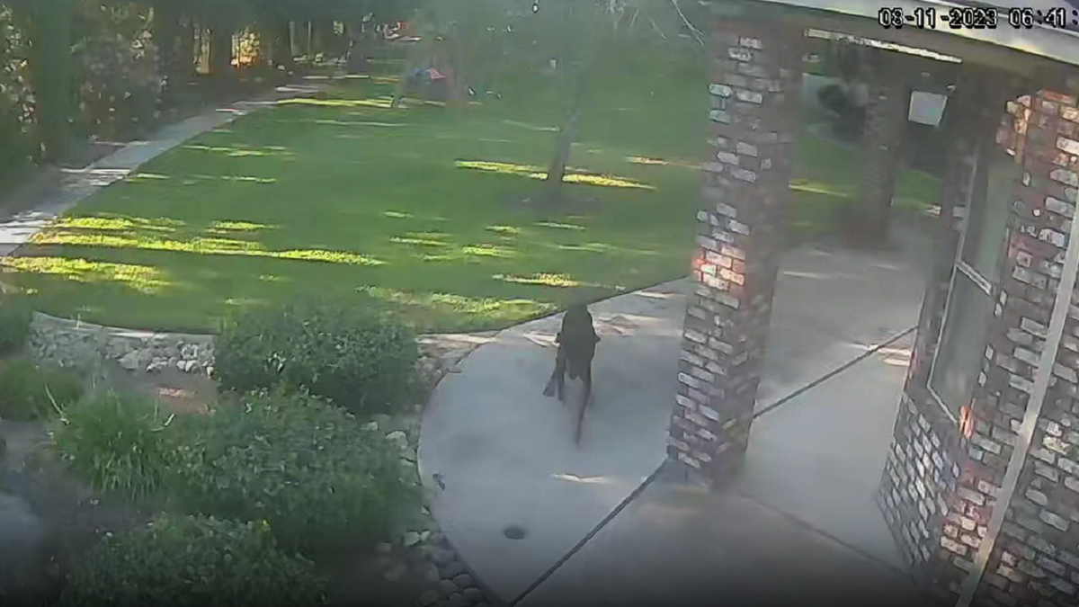 Dog runs after mountain lion in California
