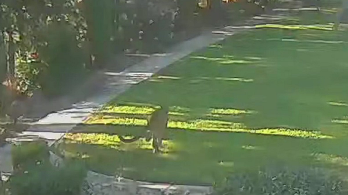 California mountain lion runs away