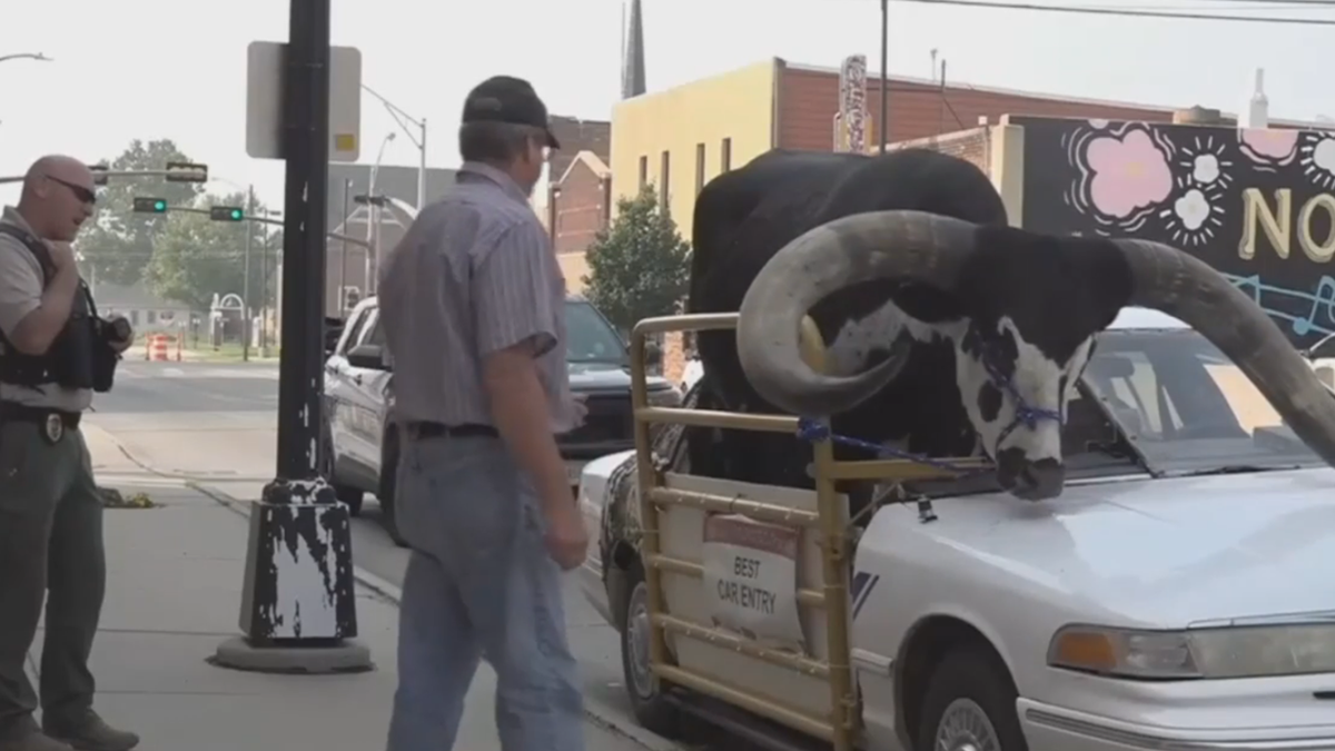 Nebraska Man Pulled Over After Massive Bull Spotted Riding Shotgun In   Nebraska Bull 3 