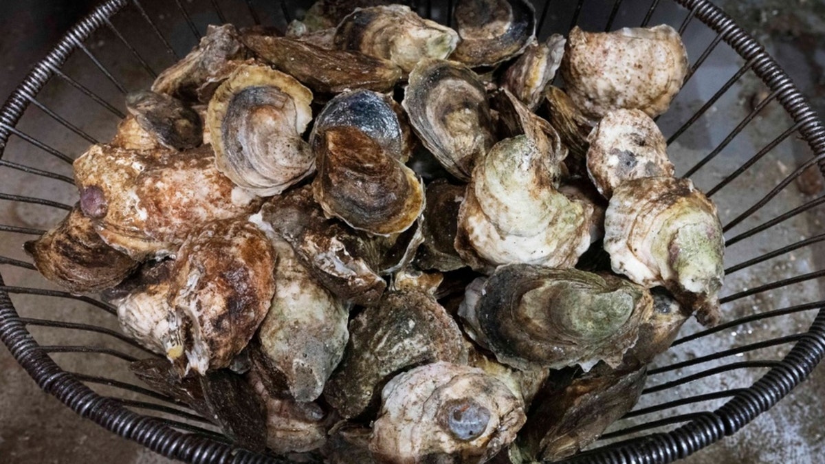 A basket of oysters