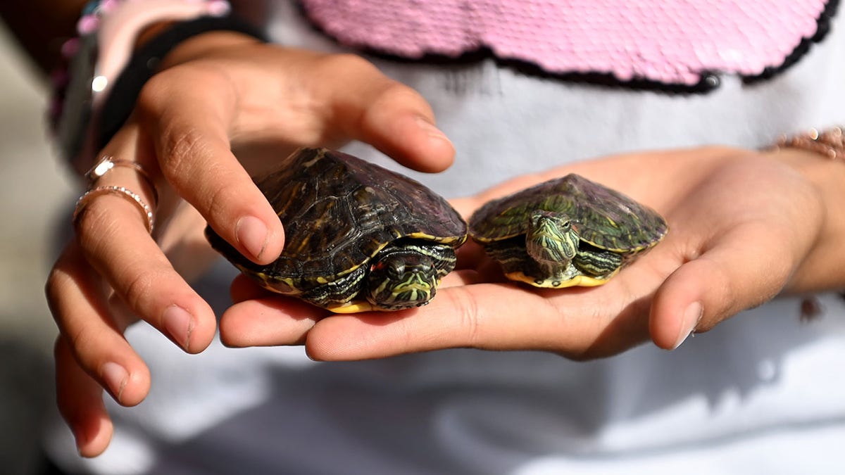 CDC: Tiny Pet Turtles Sickened Children With Salmonella in 11 States