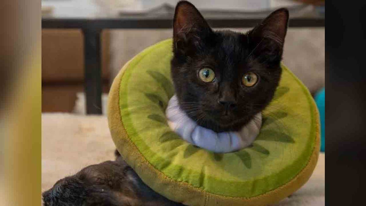 Black cat in a puffy collar