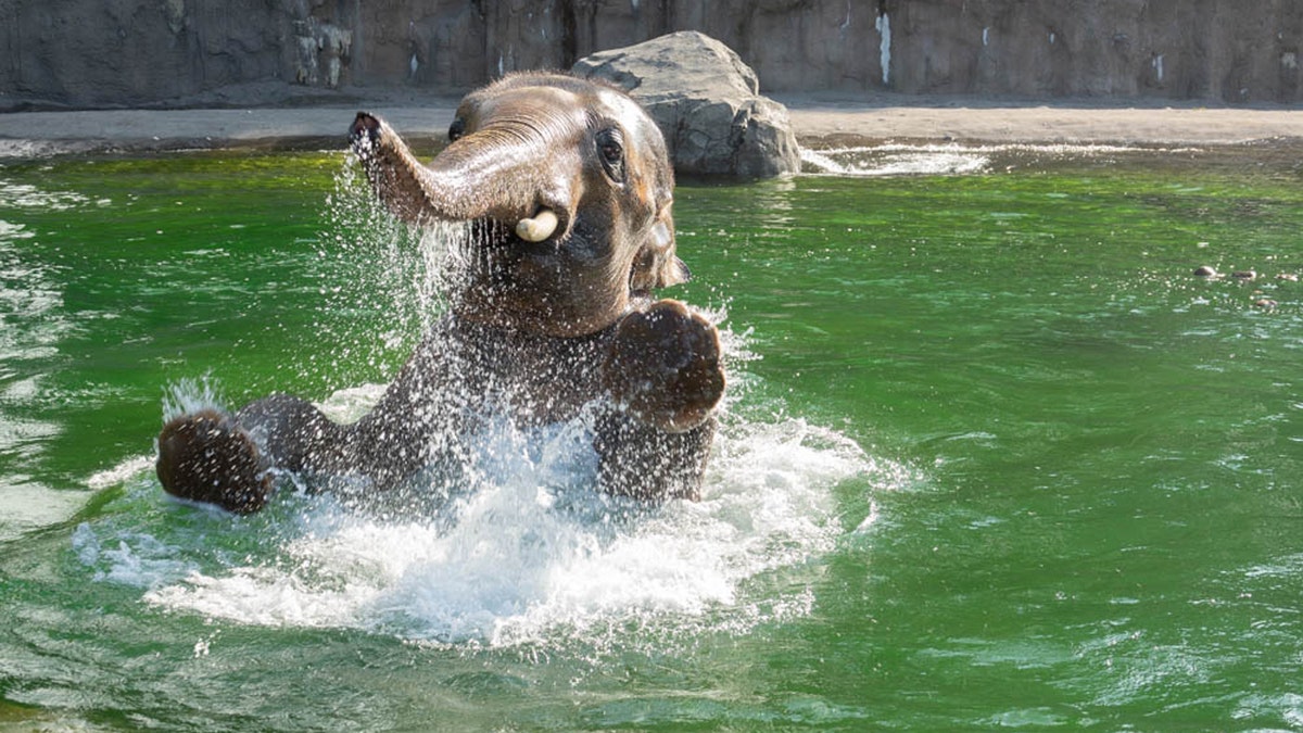 Asian elephant Samudra hops in water with his front legs in air.